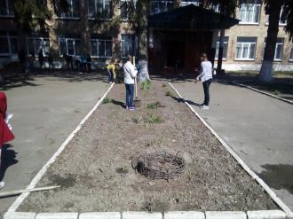 Посади дерево2